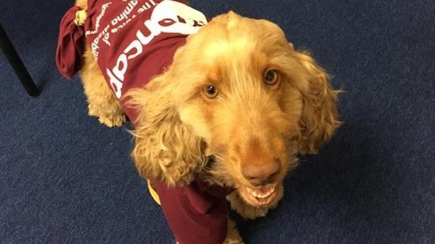 Small dog wearing a Mencap t-shirt
